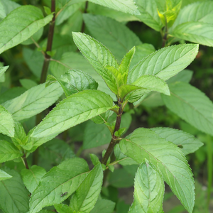 Menthe poivrée (mentha piperita) - 'Cendrillon' BIO