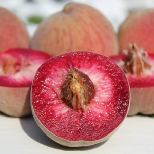Perzikboom 'Roter Weinbergpfirsich' - Blote Wortel