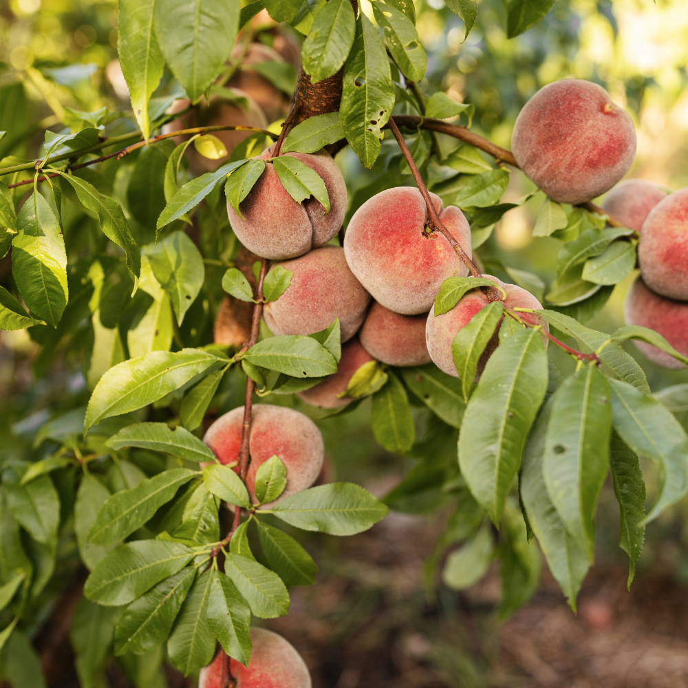 Peach tree low trunk - 80cm high - 5 liter pot