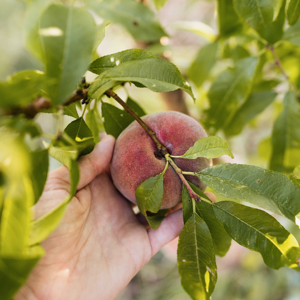 Peach tree low trunk - 80cm high - 5 liter pot