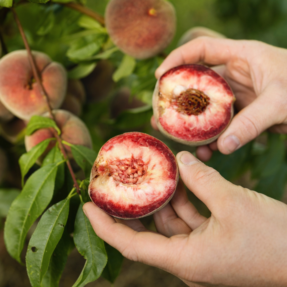 Peach tree low trunk - 80cm high - 5 liter pot