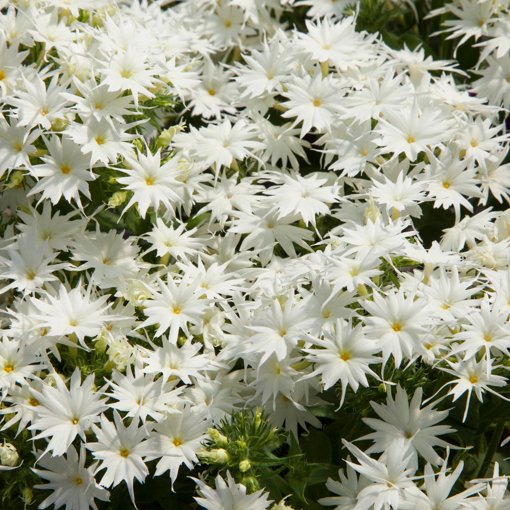 Phlox drummondii (Flammenblume) – Popstars White