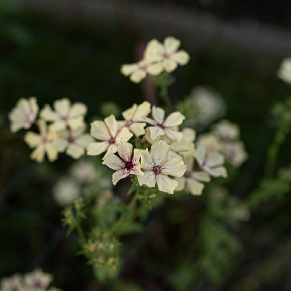 Phlox drummondii (flame flower) - Creme Brûlée