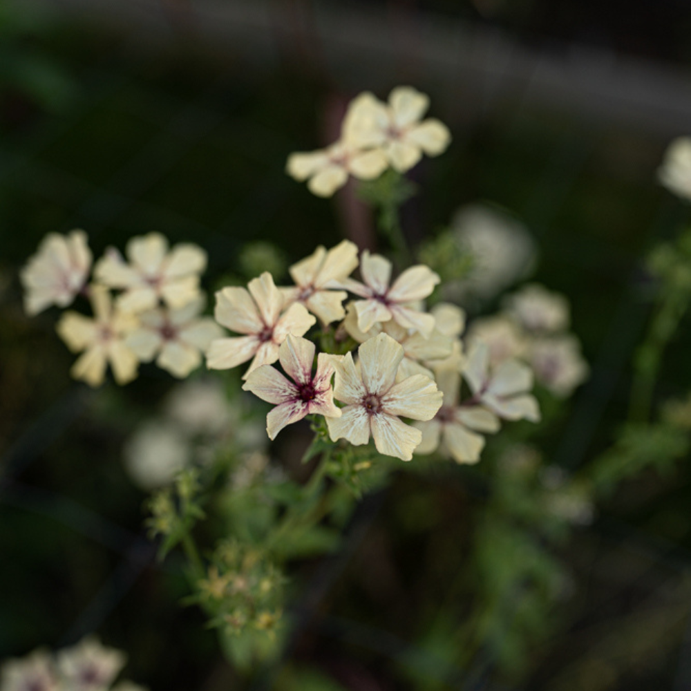 Phlox drummondii (Flammenblume) – Creme Brûlée