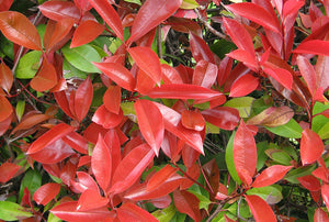 Néflier brillant (Photinia fraseri 'Red Robin') - en pot 3L - 40/50 cm