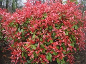 Glanzmispel (Photinia fraseri 'Red Robin') - im 3L-Topf - 50/60 cm