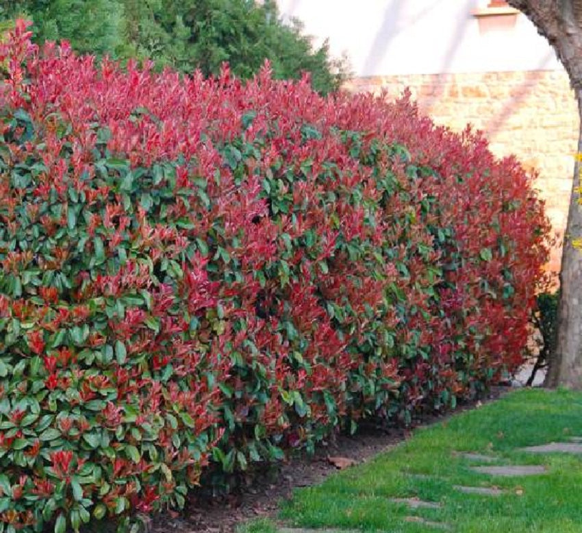 Néflier brillant (Photinia fraseri 'Red Robin') - en pot 3L - 40/50 cm