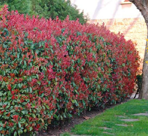 Glansmispel (Photinia fraseri 'Red Robin') - in 3L pot - 40/50 cm