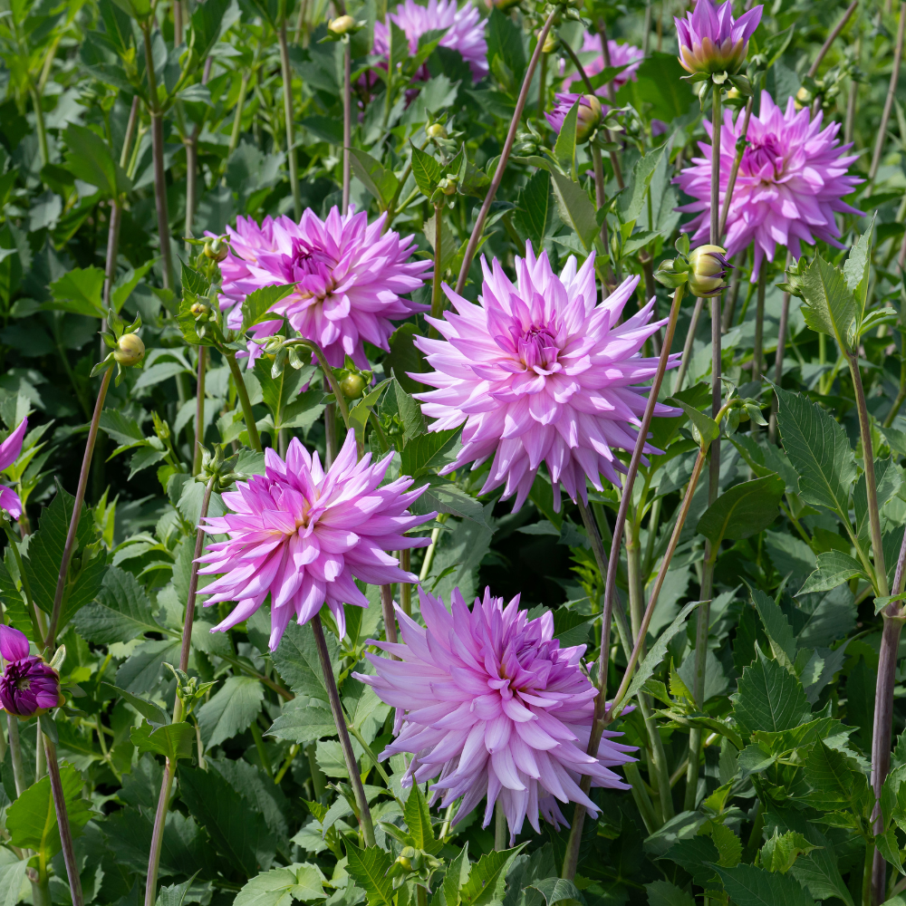 Dahlia 'Pink Paradise'