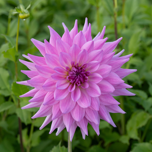 Dahlia 'Pink Paradise'