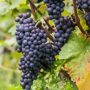 Wijnstok Schwarzriesling - Pinot Meunier