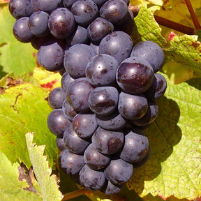 Wijnstok Pinot Noir