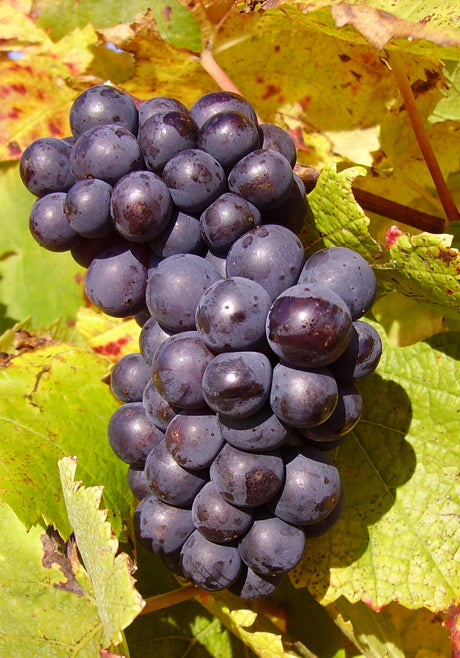 Wijnstok Pinot Noir