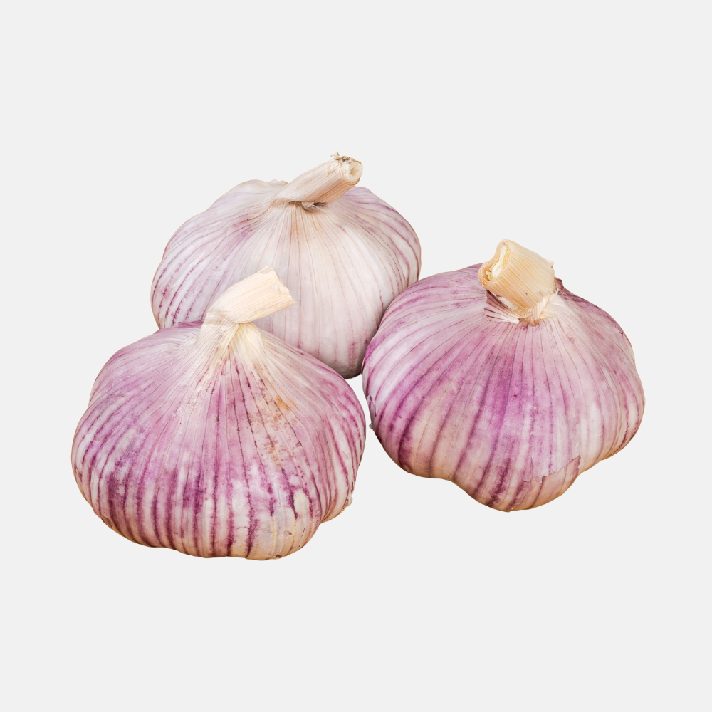 Purple garlic plant - 'Violet Germidour' (choose number of bulbs)