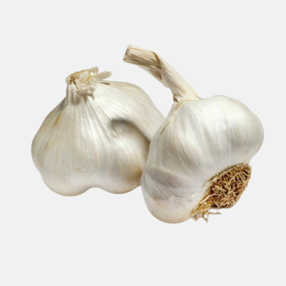 Knoblauch weiß pflanzen - White Giants (Anzahl der Zwiebeln wählen)