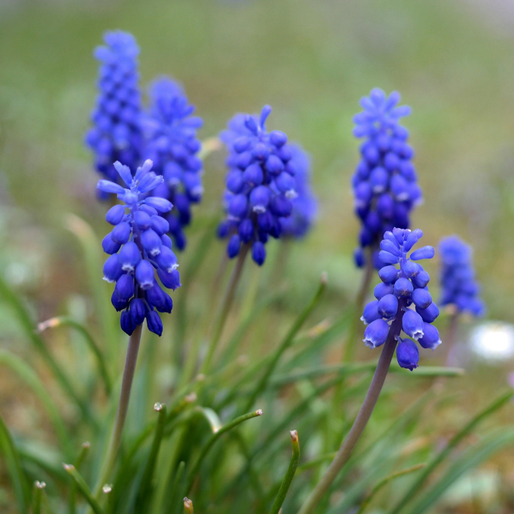 Blauwe druifjes (muscari latifolium) BIO