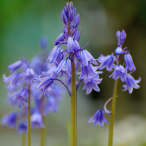 Boshyacint blauw (hyacinthoides hispanica) BIO