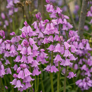 Boshyacint roze (hyacinthoides hispanica) BIO