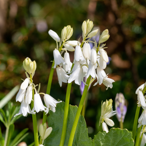 Boshyacint wit (hyacinthoides hispanica) BIO