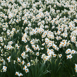 Dichtersnarcis (narcissus poeticus recurvus) BIO