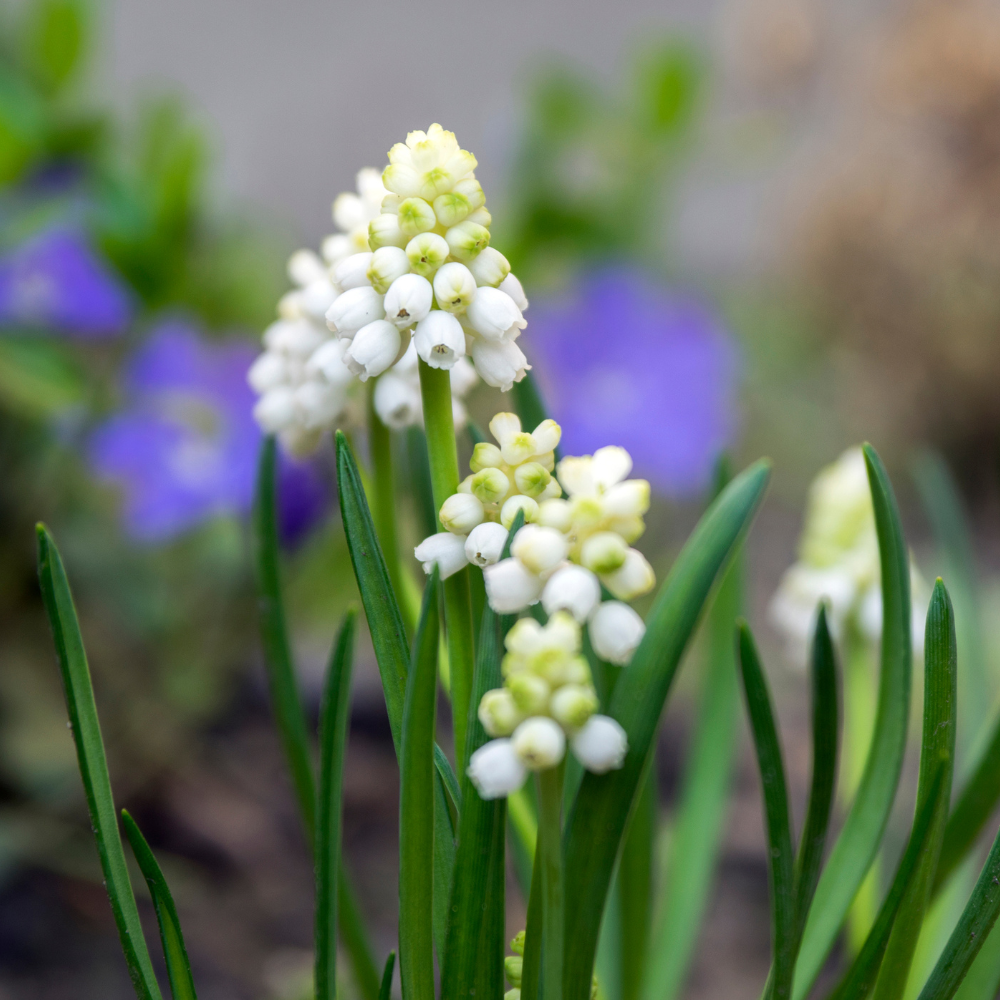 Druifjes 'Album' (muscari armeniacum) BIO