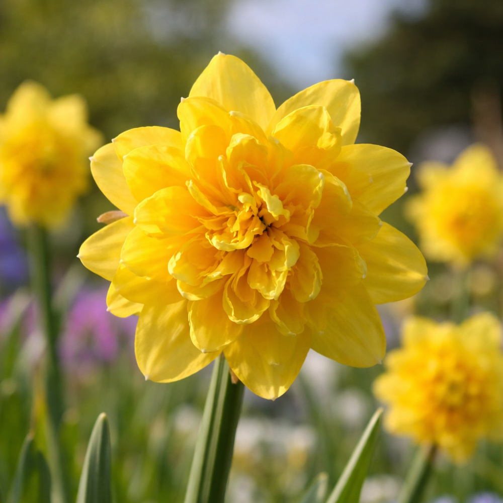 Narcis 'Tête Rosette' BIO