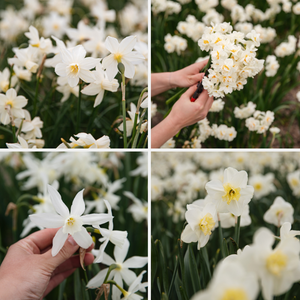 Narcissus package BIO