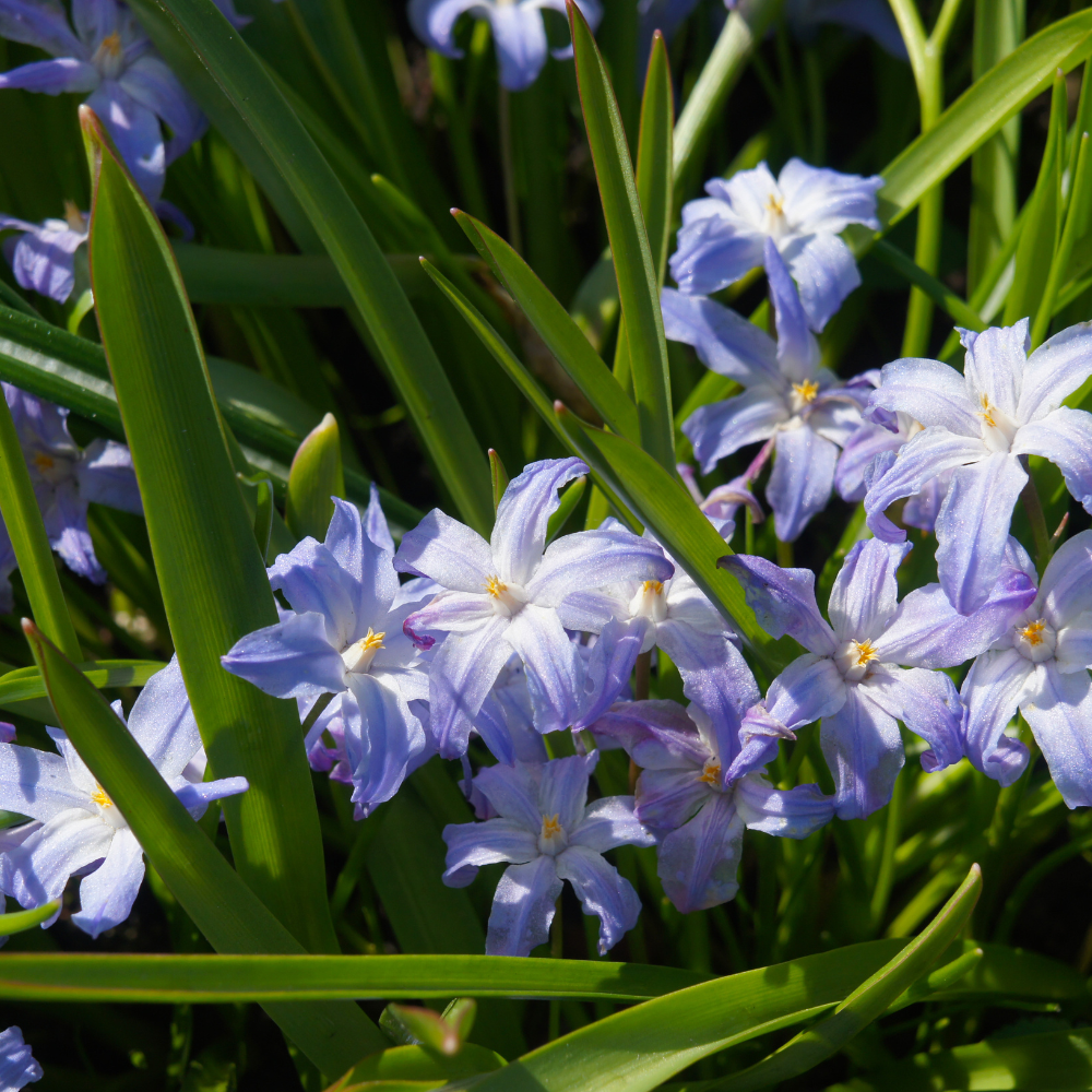 Sneeuwroem (chionodoxa luciliae) BIO