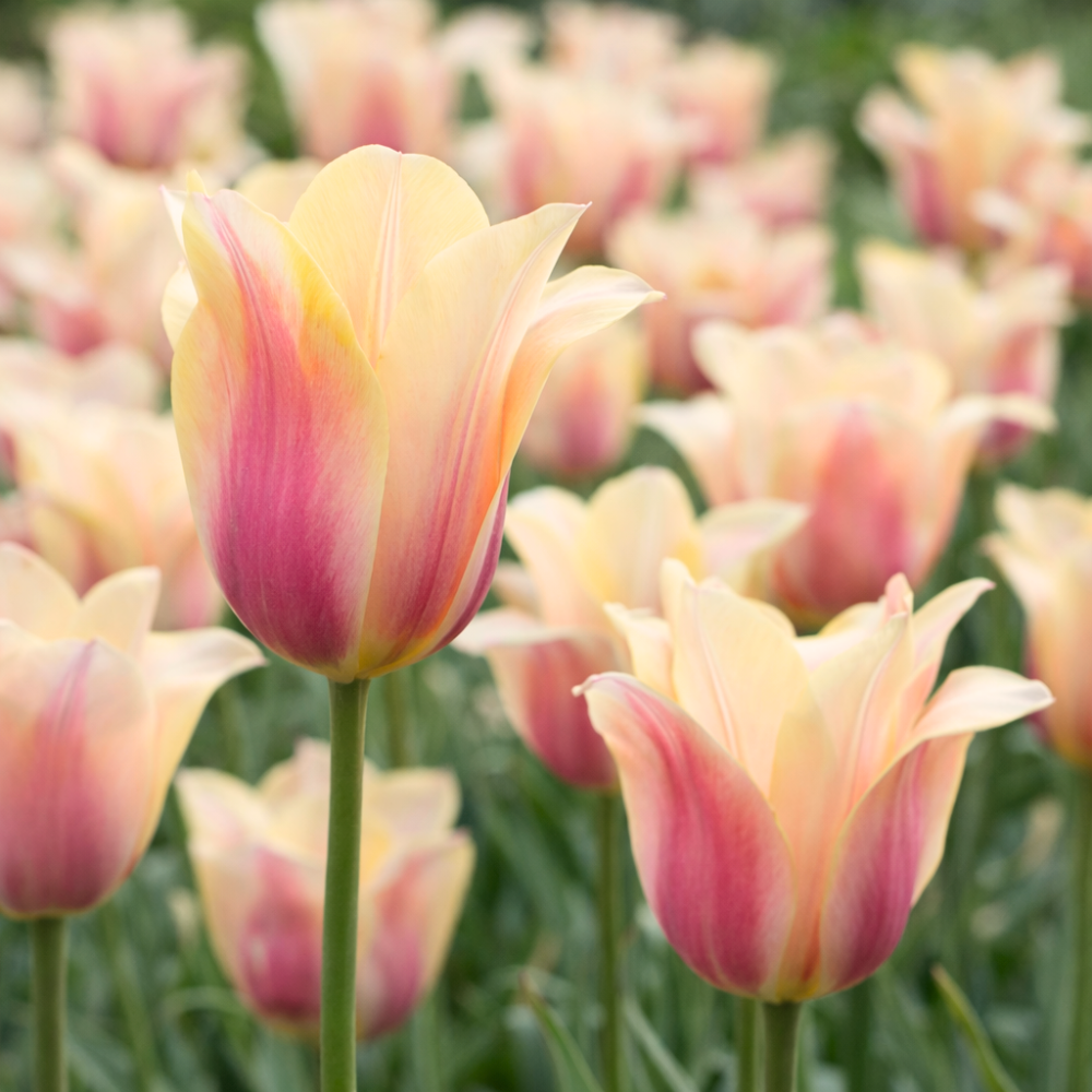 Tulp 'Blushing Lady' BIO