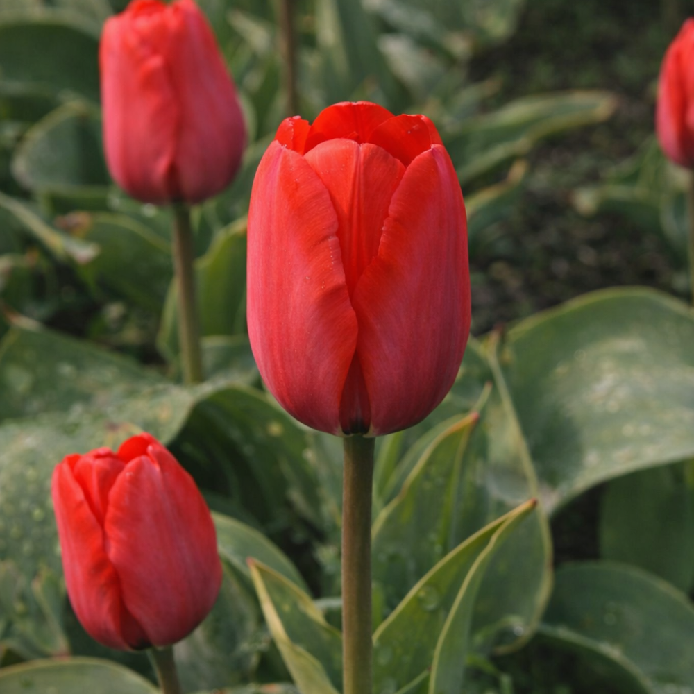 Tulp 'Red Impression' BIO