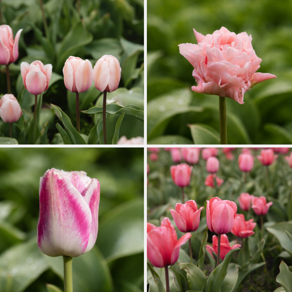 Tulpen pakket 'roze' BIO