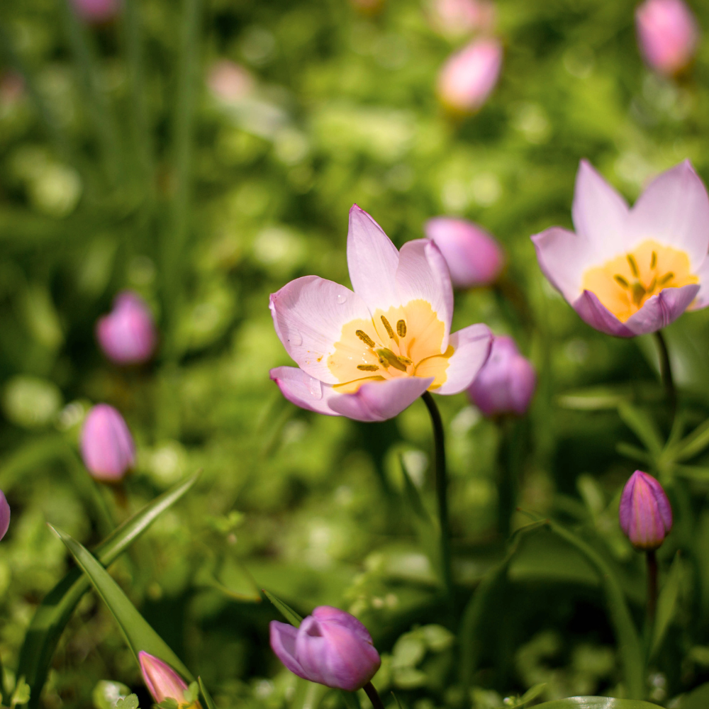 Wilde tulp (saxatilis) BIO