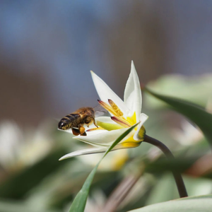 Wilde tulp wit (tulipa turkestanica) BIO