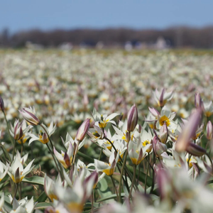 Wilde tulp wit (tulipa turkestanica) BIO