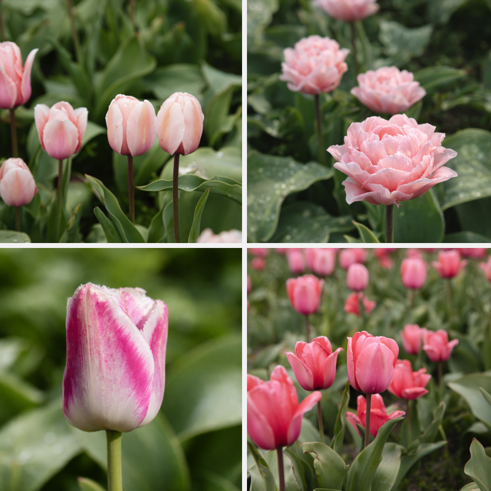 Tulpen pakket 'roze' BIO