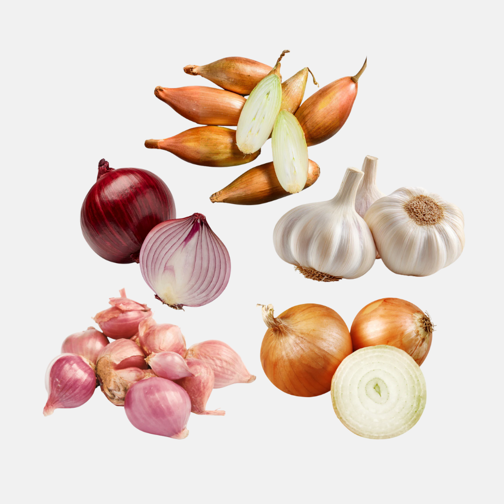 Planter l'oignon 'Red Baron' BIO