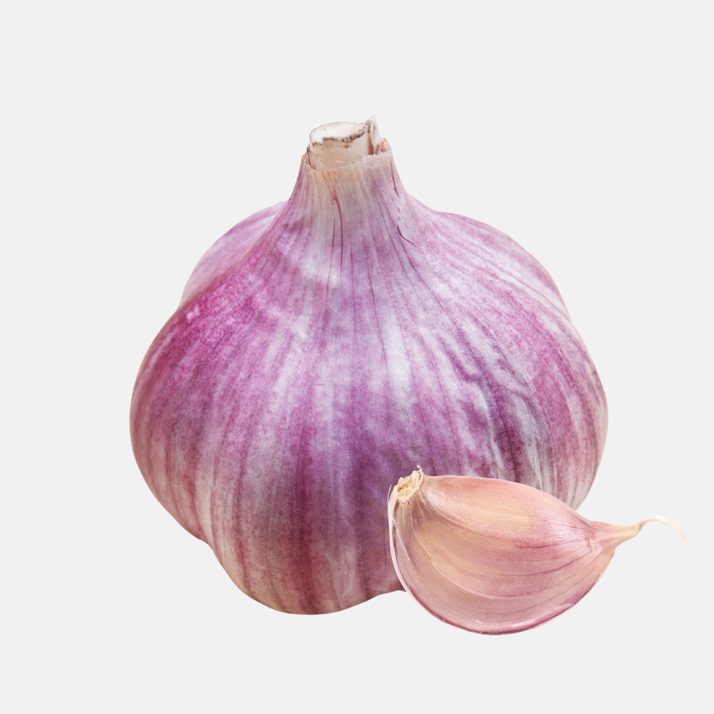Purple garlic plant - 'Primor' Hardneck (choose number of bulbs)