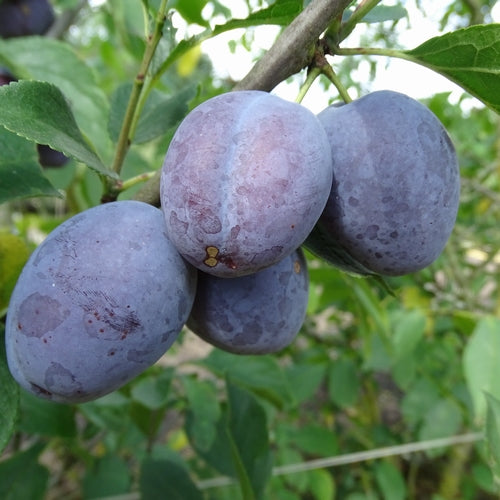 Pruimenboom Hauszwetsche