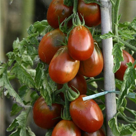 Tomate italienne ''Prune Noire'' (noire) en pot 1 plant 