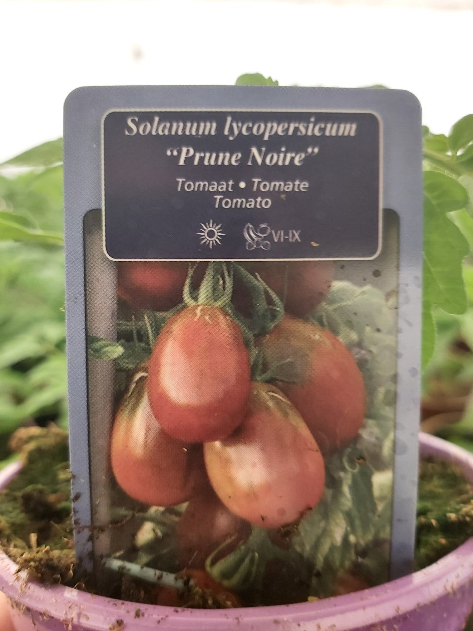 Pruimtomaat ''Prune Noire'' (zwart) in pot 1 plant