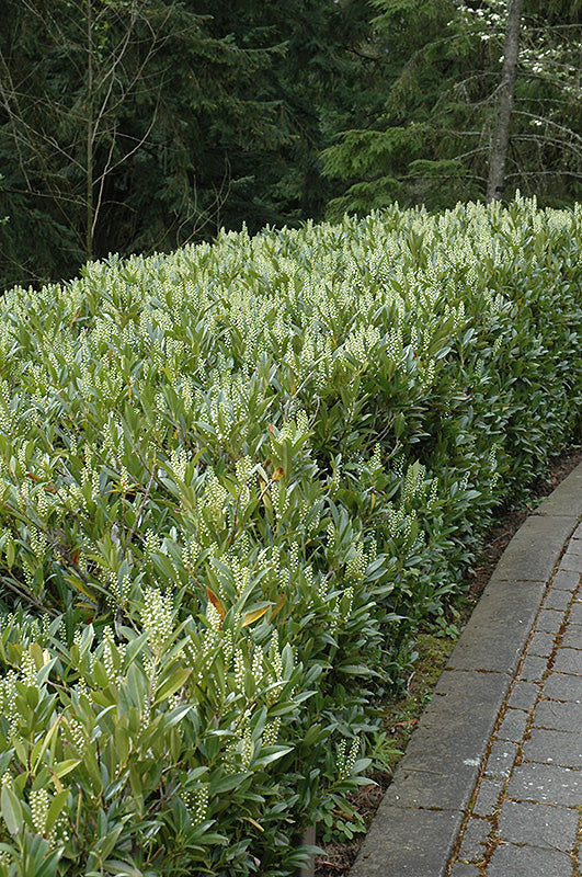 Laurier cerise (Prunus laurocerasus 'Otto Luyken') - en pot 3L - 30/40 cm