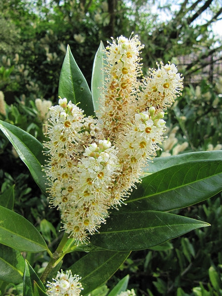 Kirschlorbeer (Prunus laurocerasus 'Otto Luyken') - im 3L-Topf - 30/40 cm