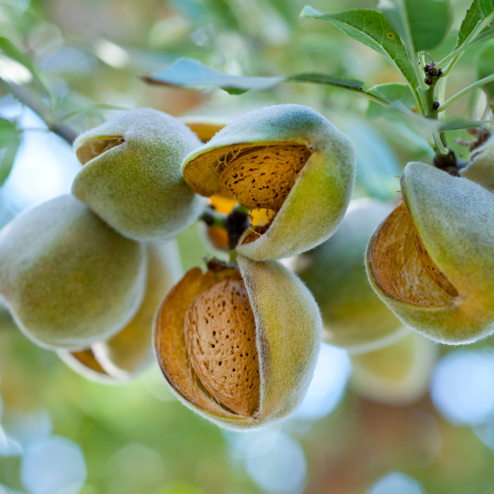 Amandier Dulcis
