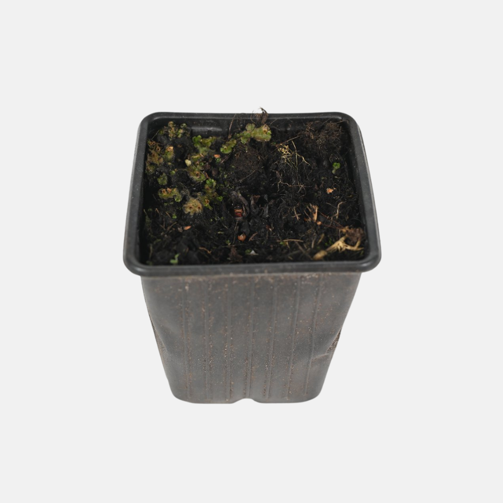 Rabarber 'Victoria' -  P9 pot