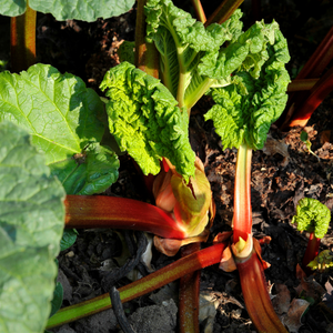 Rabarber 'Victoria' -  P9 pot