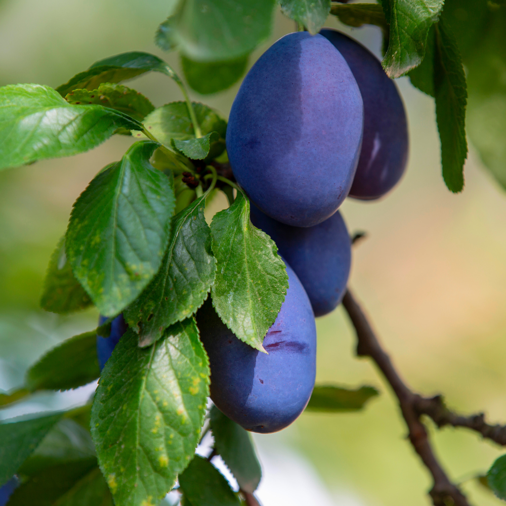 Russische pruimenboom ‘Zurna’