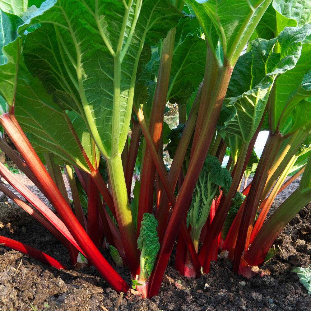 Rabarberplant 'Ruby Jack'