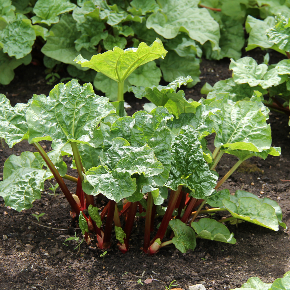 Rhubarb 'Ruby Jack' - Bare root
