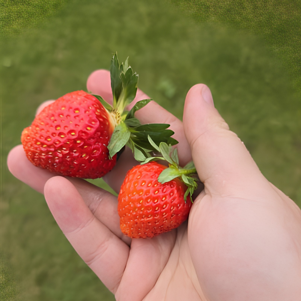 Aardbeiplanten frigo laat 'Ravellia' BIO - 10 stuks - Plukkers.com