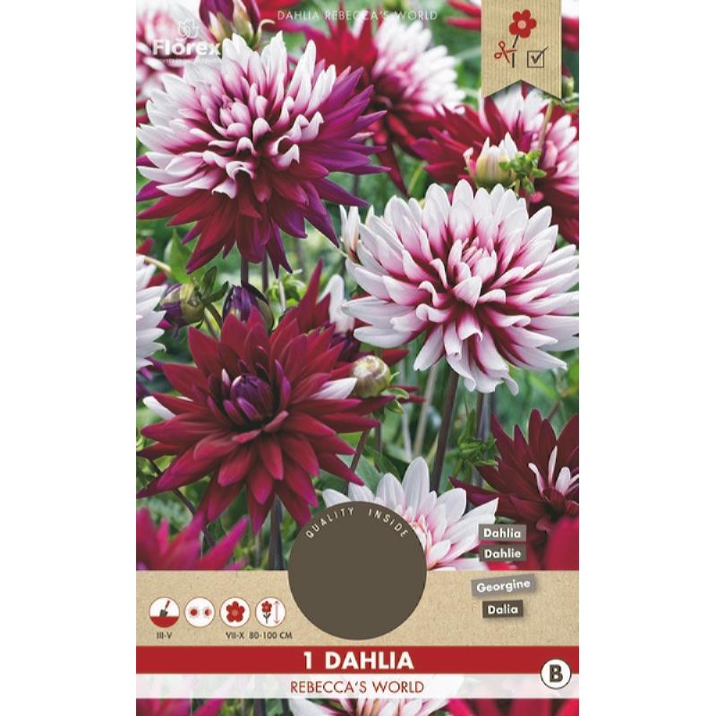 Dahlia Cactus Le monde de Rebecca change de couleur 1er.